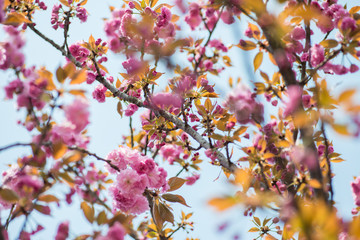 Pink Cherry Flowers blooming