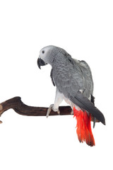 Pretty red-tailed gray parrot