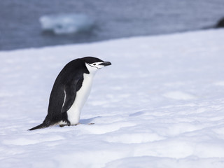 chinstrap penguin in antarctica