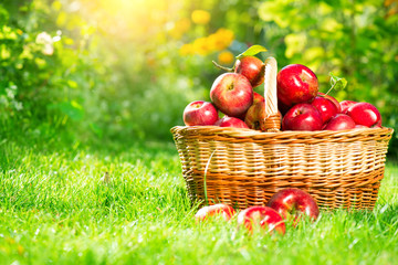Organic apples in a basket outdoor. Apple orchard. Harvest season concept © Subbotina Anna