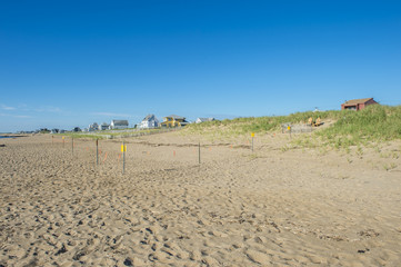 turtle nesting area in sand dunes