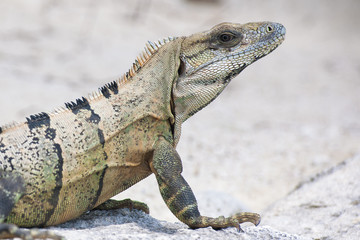 Green Iguana