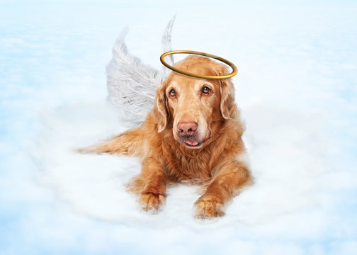 Old Dog Angel On Cloud In Heaven