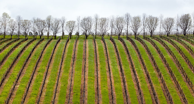 Vineyard In Margaret River