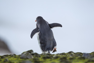 penguin on the move