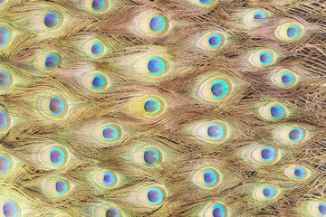 Obraz premium Peafowl nectar pattern