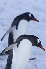 Fototapeta premium gentoo penguin