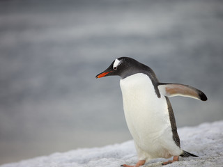 Fototapeta na wymiar penguin walking on the snow