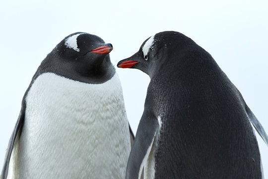 image of a two penguins.
