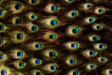 Obraz premium Peafowl nectar pattern
