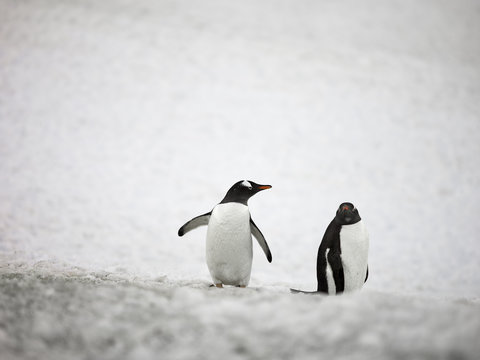 two gentoo penguins.