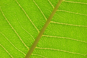 Leaf Veins