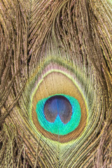 Peafowl nectar pattern