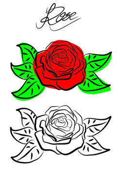 vector illustration of rose flower