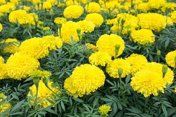 Yellow Marigolds flower (Tagetes erecta, Mexican marigold, Aztec