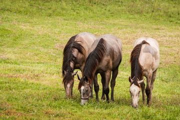 Three gray horses in field