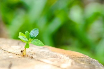 New green leaves born on old tree, textured background , nature stock photo