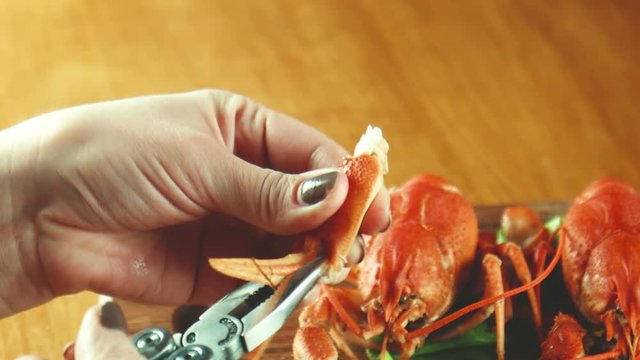 The female eats a lobster or cancer od crayfish using flat-nose pliers