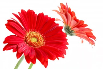 Red Gerbera on White Background