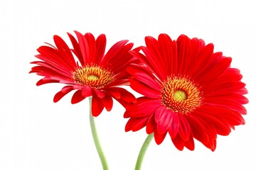 Red Gerbera on White Background