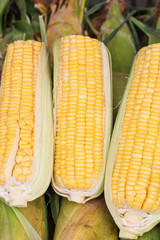 Corn on the cob