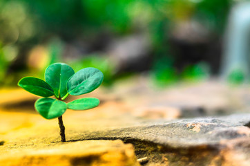 New green leaves born on stone, textured background , nature stock photo