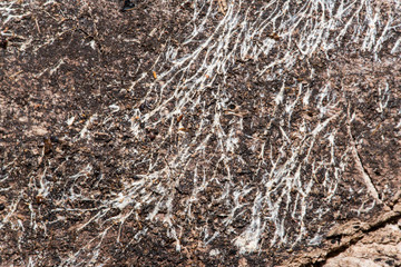 Fungi, Fungus spread on wooden bark texture