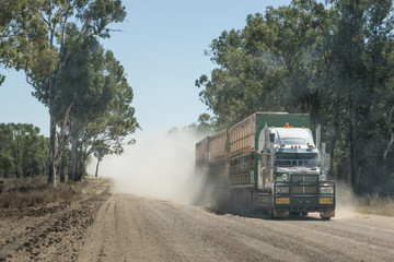 Semi-trailer road train truck carrying cattle driving on dusty unsealed outback road Australia