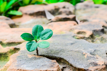New green leaves born on stone, textured background , nature stock photo