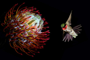 Hummingbird with tropical flower over black background