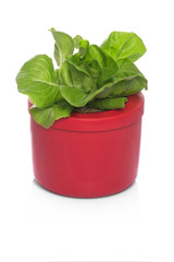 lettuce growing in pots