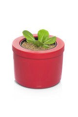 lettuce growing in pots