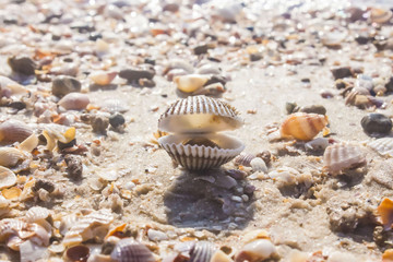 early in the morning on the sandy shore of the disclosed shell