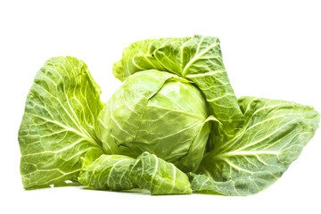 Fototapeta premium head of green cabbage young