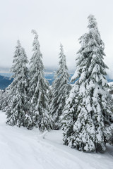 Icy snowy fir trees in winter mountain.