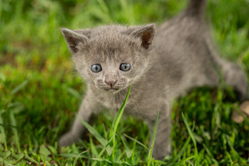 Naklejka na ściany i meble Little tabby kittens on green grass