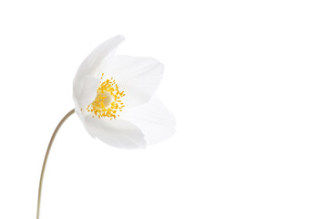 Beautiful White Spring Flower. Soft image.