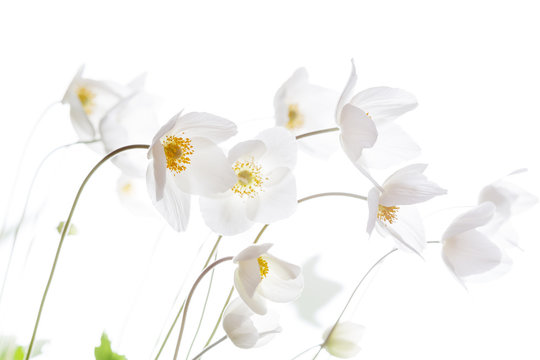 Beautiful White Spring Flowers. Soft image.