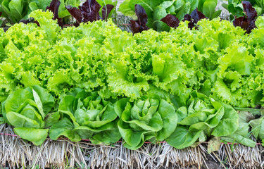 Fresh organic vegetables growing at the farm, Green lettuce