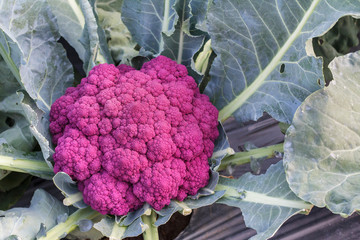 Purple and violet cauliflower. Farmers market. Fresh organic