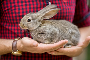Rabbit. Animals and people
