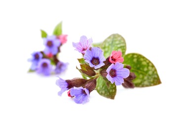 Lungwort. Pulmonaria officinalis, Lungwort - spring flower. Lungwort isolated on white background.