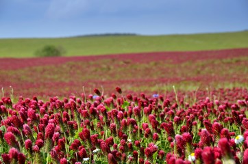 Obraz premium Summer field. Blooming summer field of crimson clover - trifolium incarnatum.