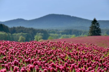 Obraz premium Summer field. Blooming summer field of crimson clover - trifolium incarnatum.