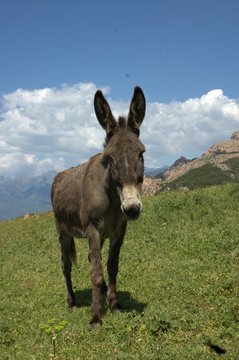 donkey, mule