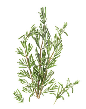 Rosemary Pencil Drawing Isolated on White