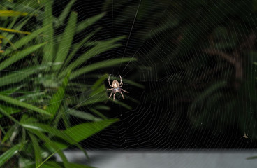 spider on the web