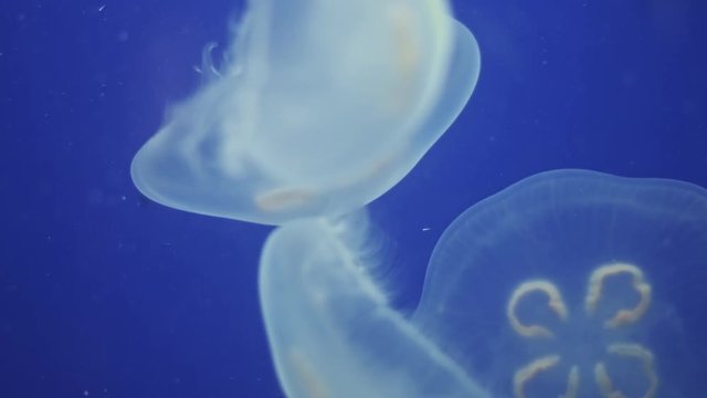 Jellyfish Underwater moving around