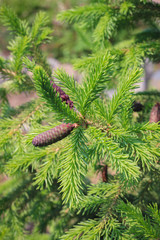 young spruce branch with cone