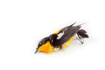 Little bird got kill by a cat set up on white background